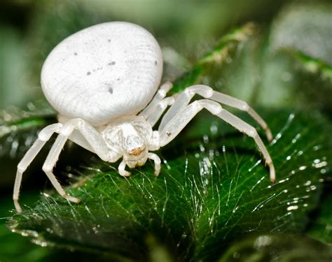 are white spiders poisonous.